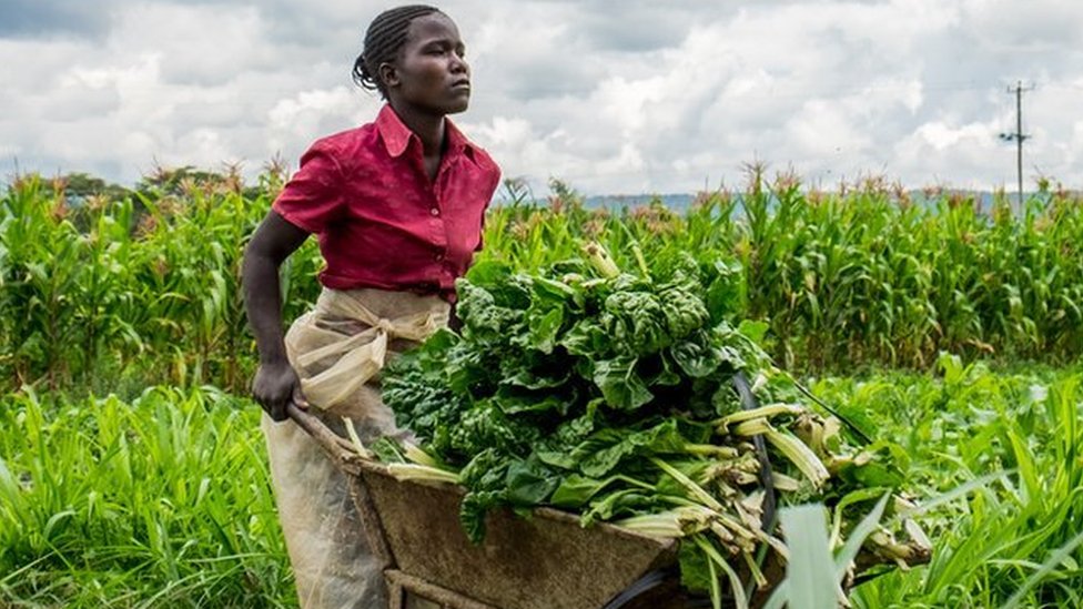 Kenya agricultural landscape