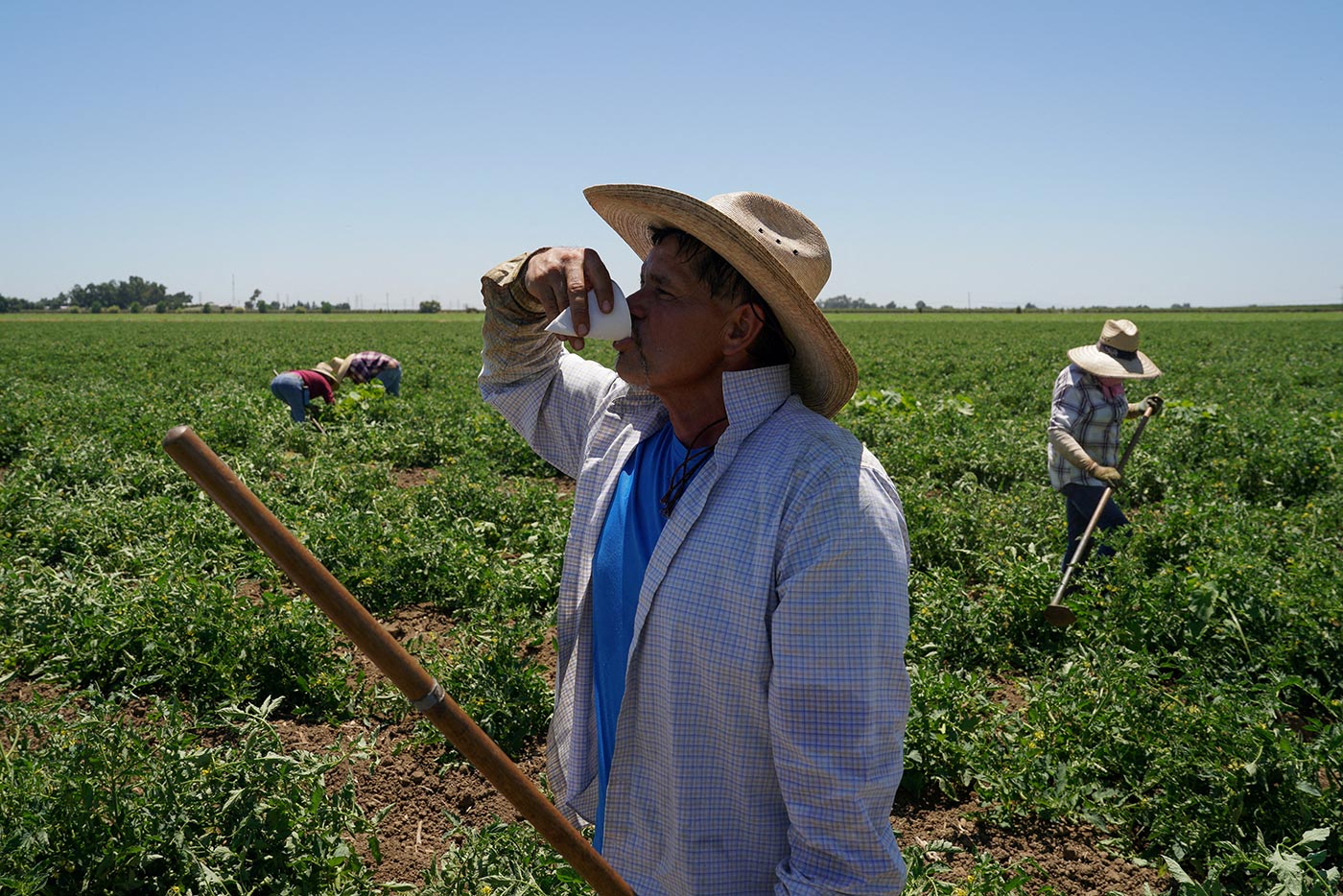 A farm worker takes a water break while enduring high temperatures in a tomato field, as a heat wave affects the region near Winters, California - 13 July 2023