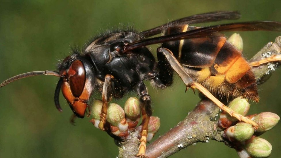 Asian hornet: UK beekeepers on lookout for bee-eater