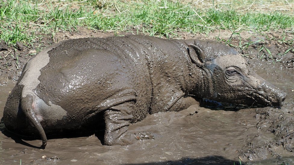 Pig in mud