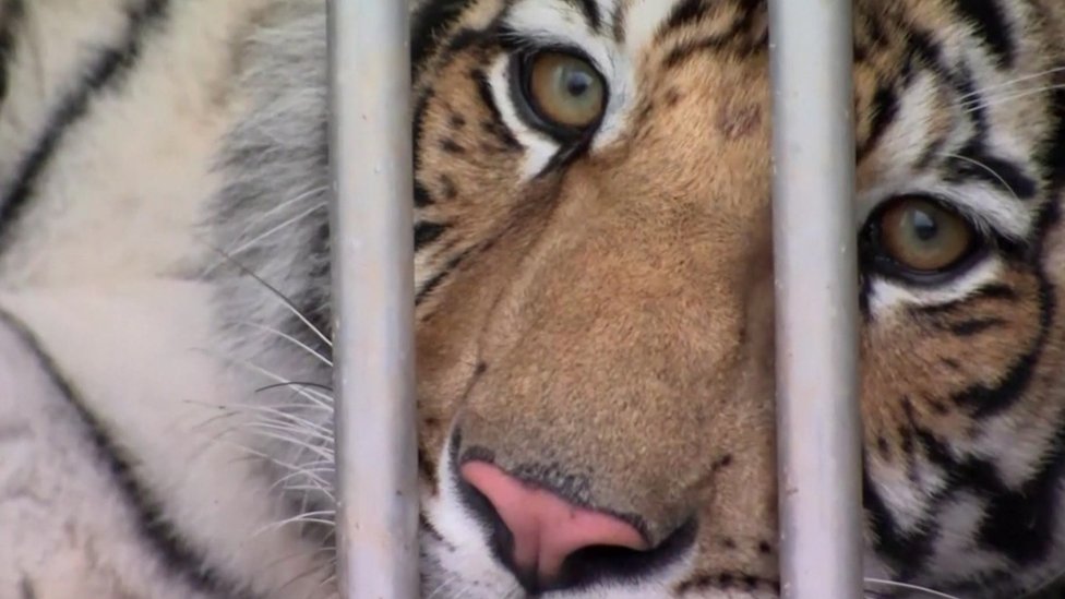 Houston tiger: Animal missing for a week located