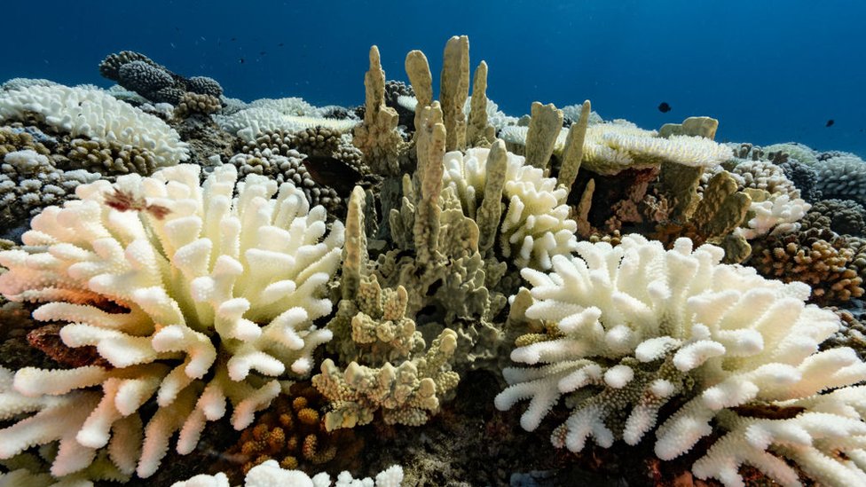 Bleached coral in the Society Islands