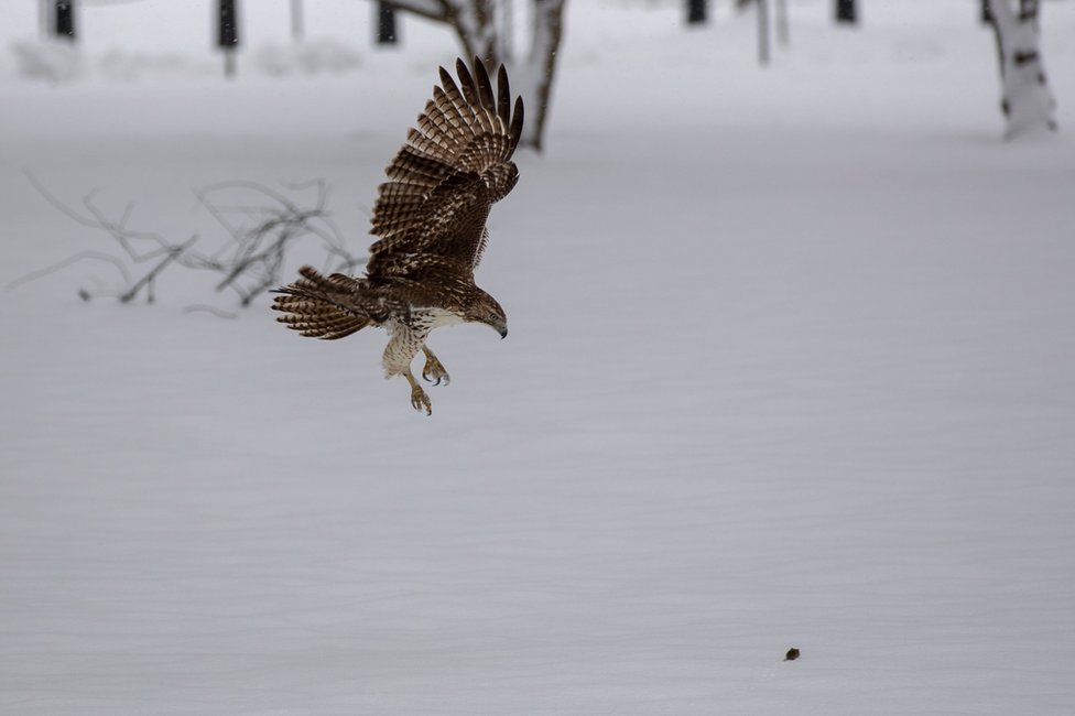 A hawk dives to catch prey in the snow on the National Mall