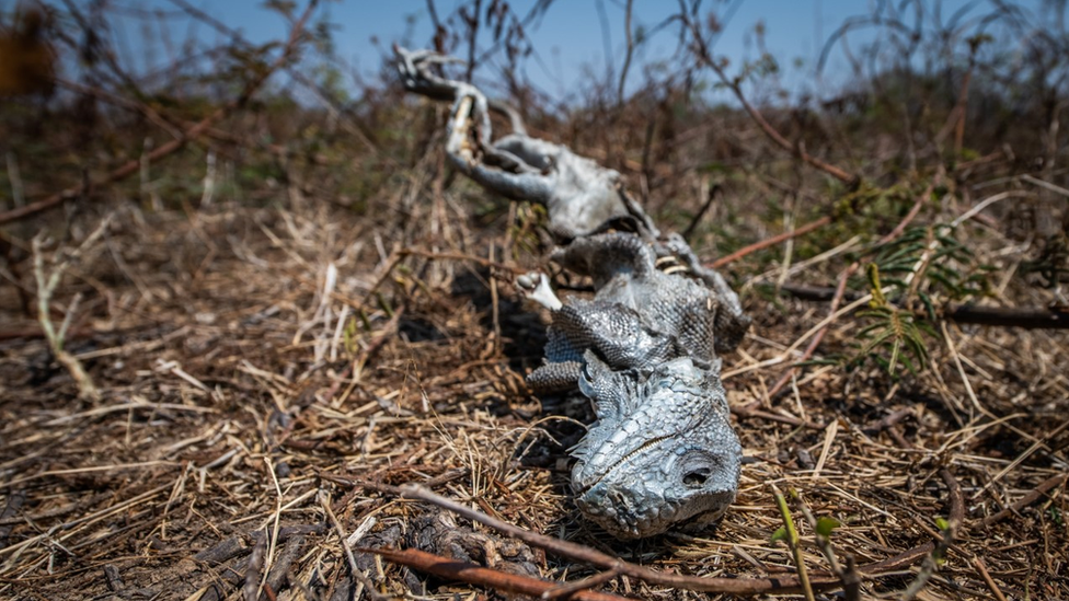 Iguana morta é encontrada em uma fazenda da transpantaneira
