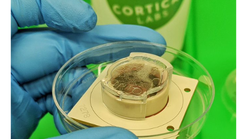 科學家在實驗室培養皿上，養出會玩電子遊戲的「迷你大腦」