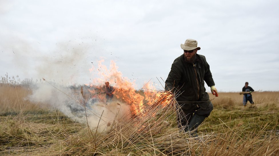 Резак тростника Лоуренс Уоттс сжигает тростник на проливе Норфолк возле Ранворта, Норфолк.
