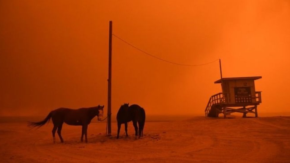 Para petugas mengusulkan agar kuda dilengkapi informasi agar pemiliknya dapat dihubungi.