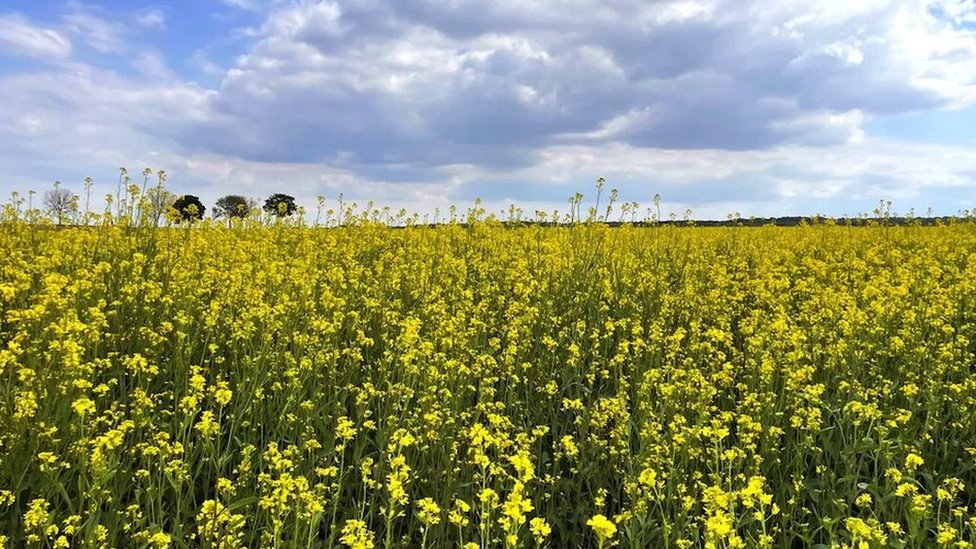 Istorijski gledano, braon semenke slačice su ukrštene sa nadaleko čuvenim grožđem lokalne vinove loze