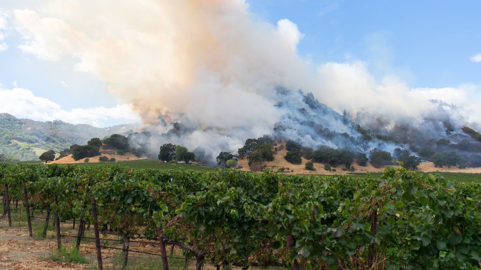 Лесной пожар угрожает винограднику в Калифорнии