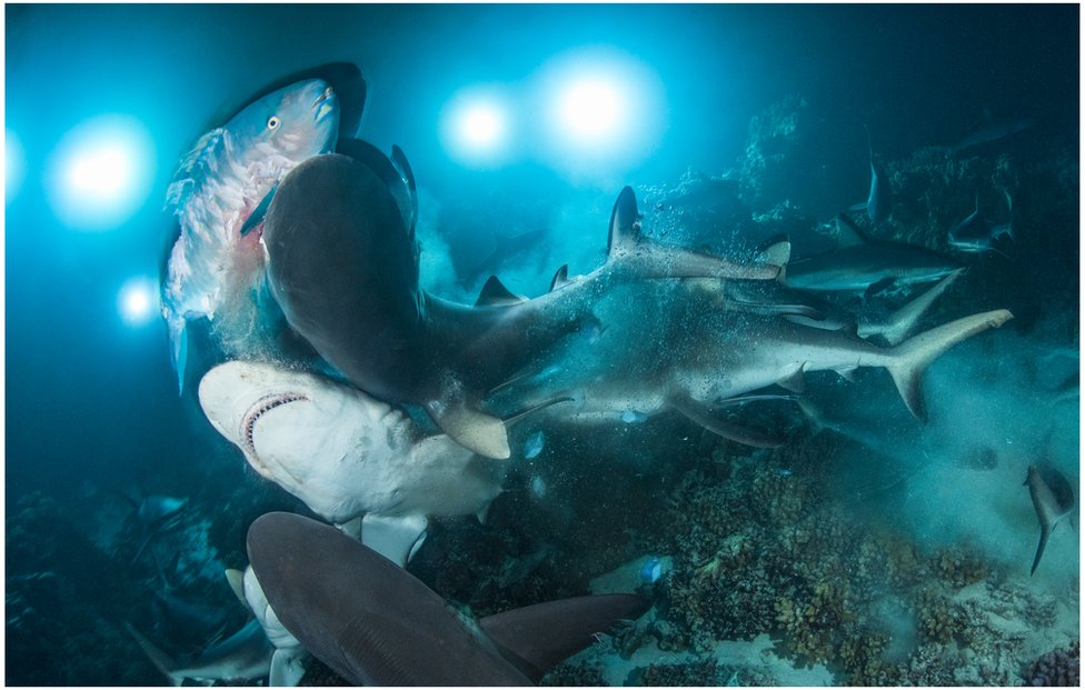 Shark Feeding Frenzy Wins Underwater Photo Award c News