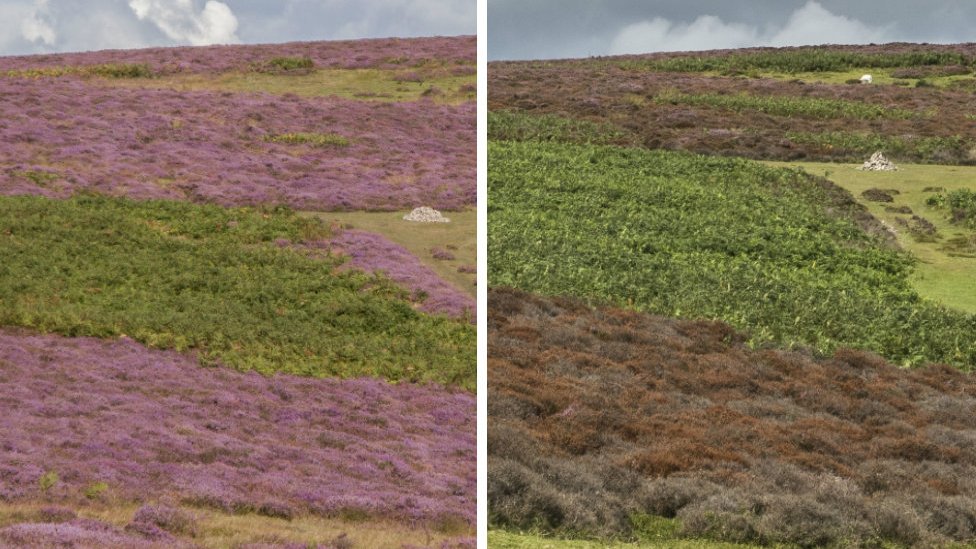 Цветет обычно фиолетовый вереск (слева) и более свежие коричневые растения (справа)