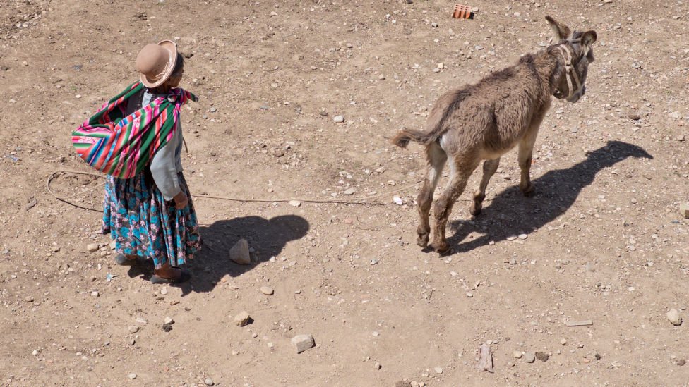 Una mujer de la etnia aymara, de Bolivia, vestida al modo campesino, con faldas, una gran tela de colores vistosos atada al cuello a mdo de mochila y un sombrero, arrea a un burro.
