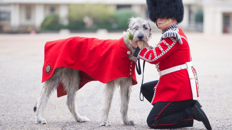 Irish Guards' new mascot, Irish Wolfhound Turlough Mor with his handler Drummer Adam Walsh at Wellington Barracks, London, before being presented with his shamrock ahead of the regiment's own private St Patrick's Day celebrations on Wednesday