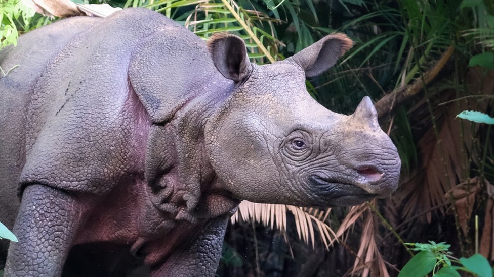 Javan rhinos: Endangered species welcomes two new arrivals - BBC Newsround