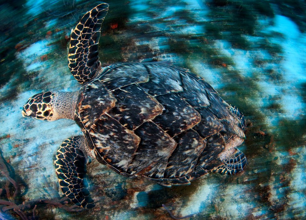 Imagen de una tortuga marina.