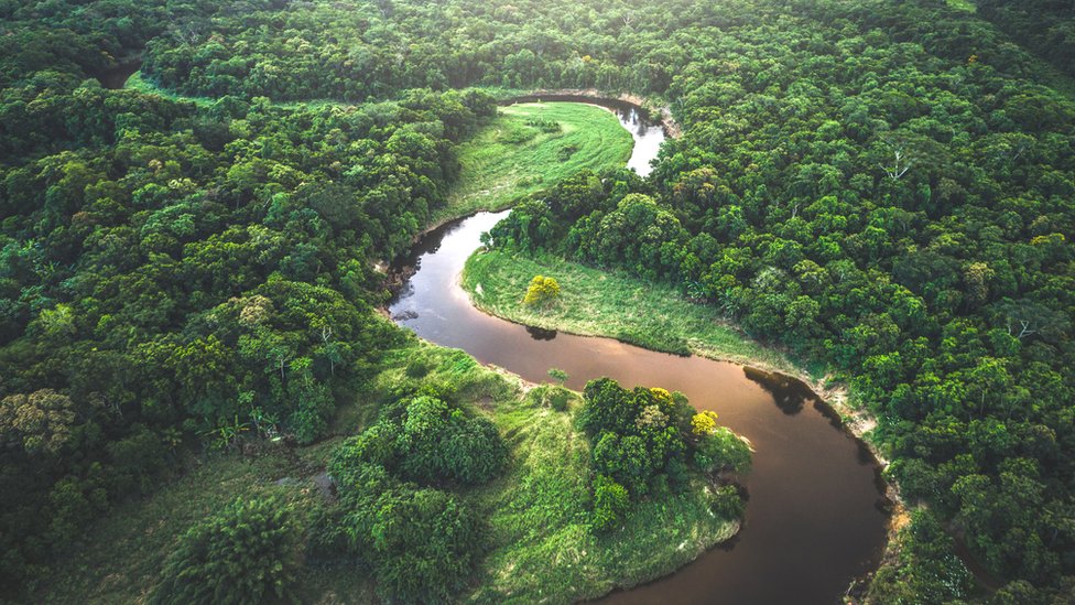 Amazon ormanları
