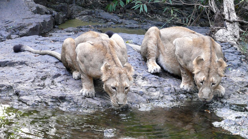 Большие кошки пьют воду. Фотография Сандипа Кумара, заместителя лесного заповедника Гира