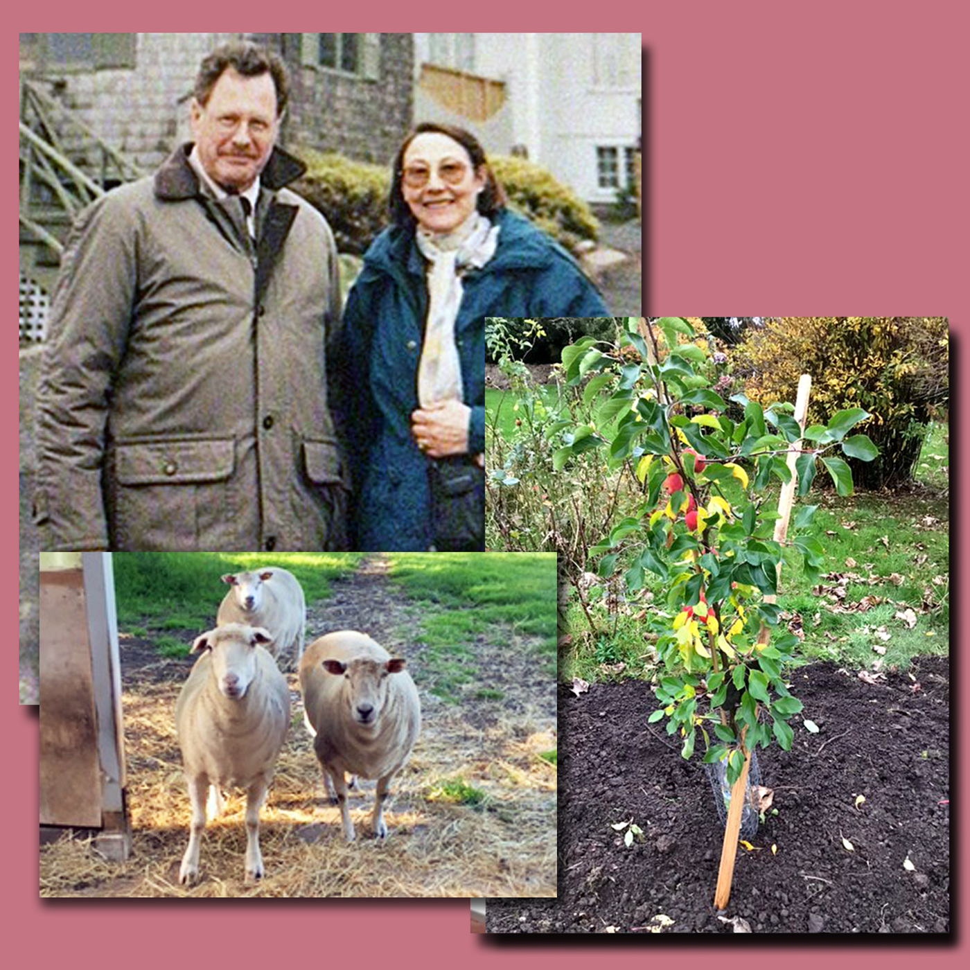 John und Denise im Jahr 2000, ihre Schafe und der Holzapfelbaum