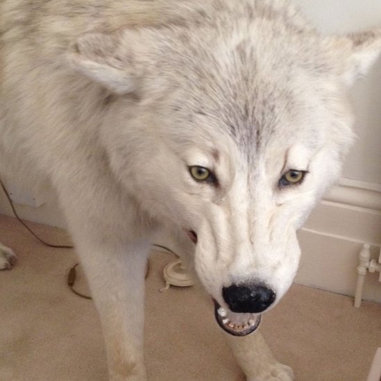 arctic wolf stuffed animal