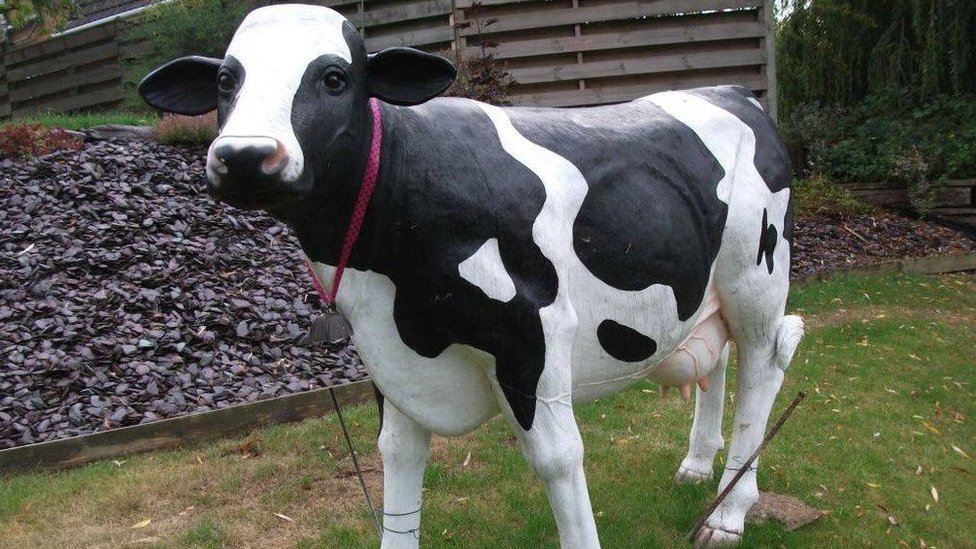 Blossom the model cow's owner baffled by mystery return