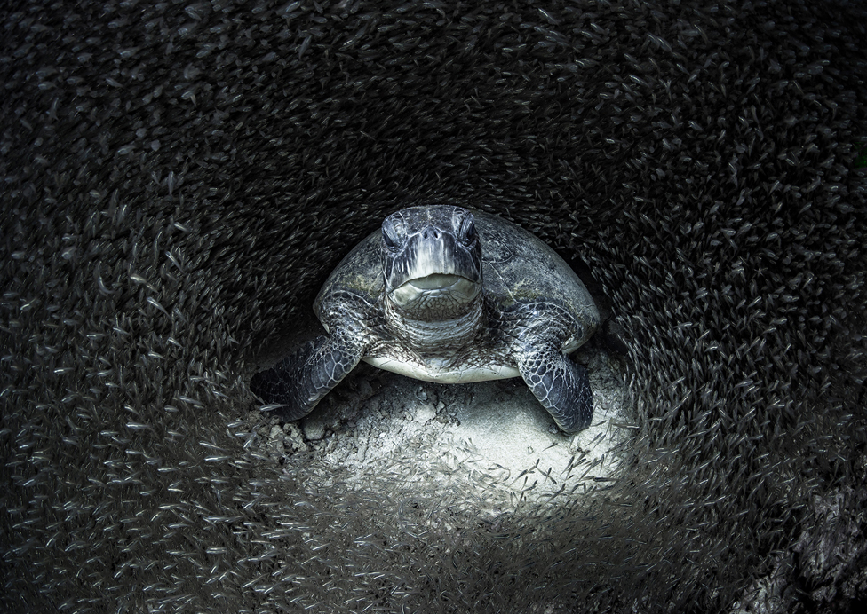 Zelena morska kornjača okružena staklenim ribicama
