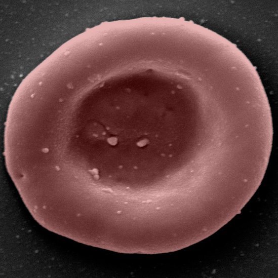 Laboratorijski uzgajana crvena krvna zrnca, koja prenose kiseonik i ugljen-dioksid po telu