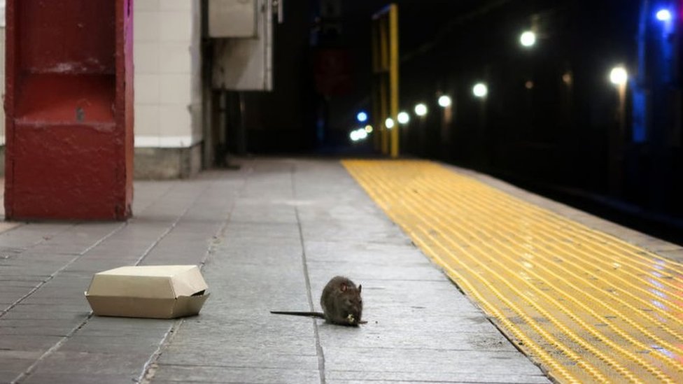 Ratas en el metro de Nueva York.