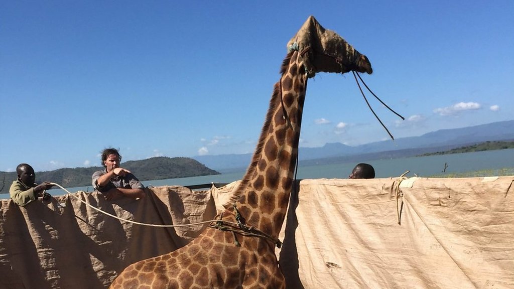 The stranded giraffes being rescued by raft