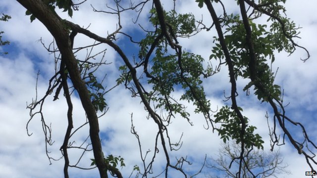 Дерево, страдающее от усыхания ясеня (Изображение: BBC)