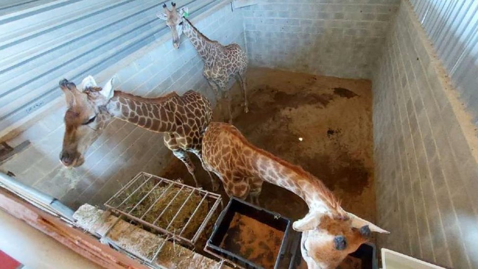 Girafas em espaco confinado