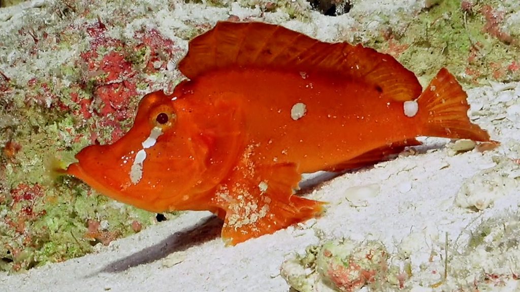 Great Barrier Reef: Uncovering the secrets of Australia's deep waters