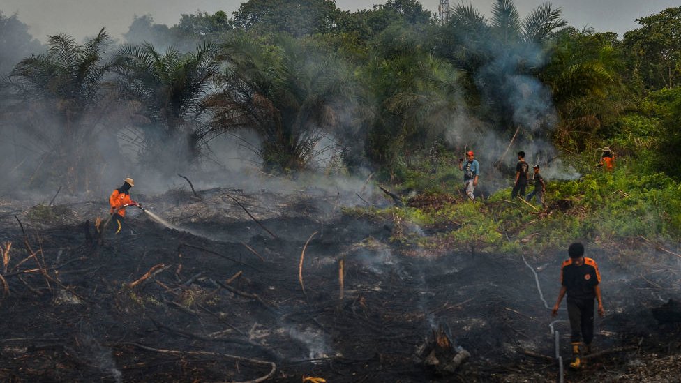 Индонезийские пожарные борются с пожаром на плантации пальмового масла в Пеканбару, Риау