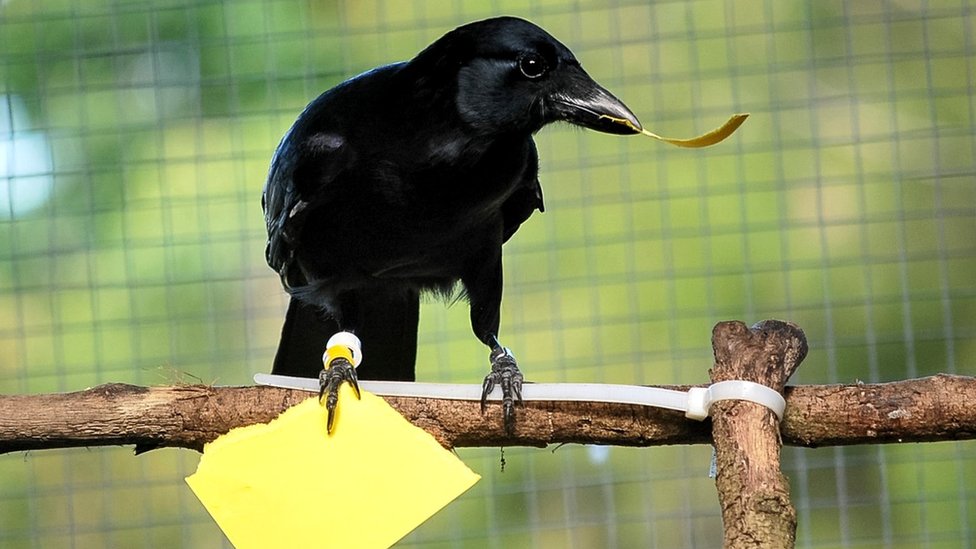 Новокаледонская ворона делает «бумажный жетон» подходящего размера для торгового автомата