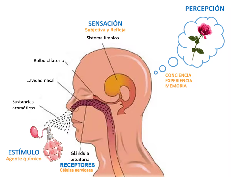 Sentido del olfato y partes implicadas en el proceso olfativo.