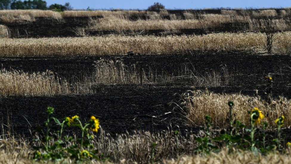 Burnt sunflower field in Ukraine