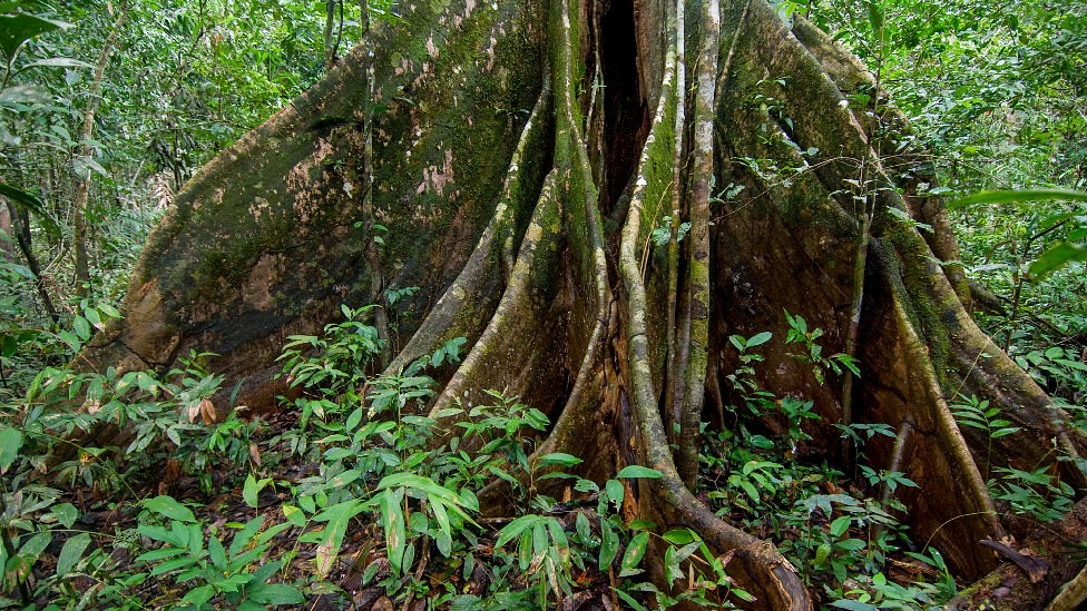 Árbol en la Amazonia peruana