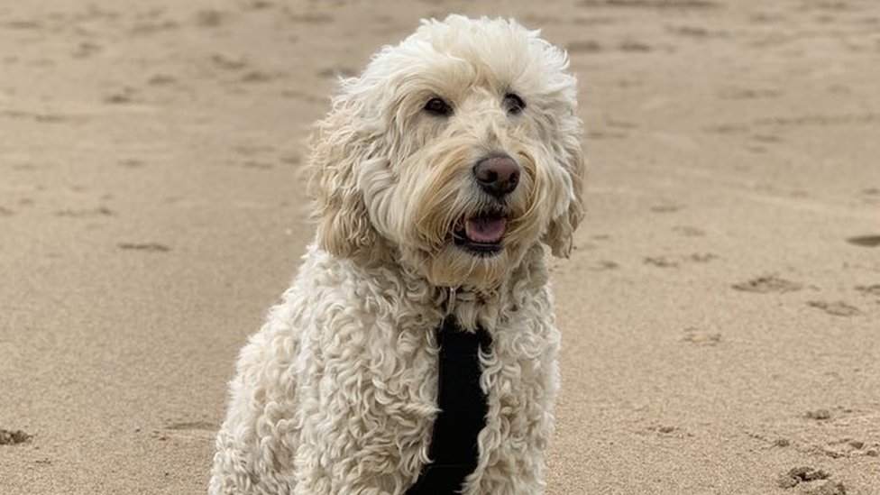 Barney, un labradoodle, en la playa.