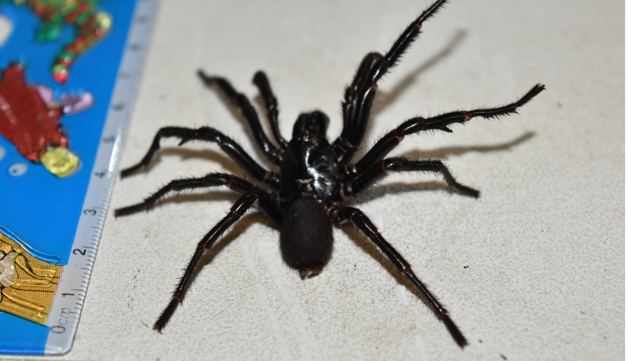 Spider structure - The Australian Museum