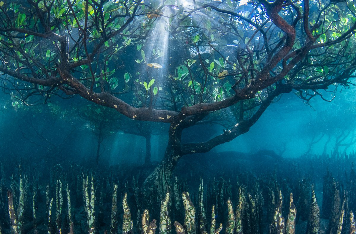 Underwater roots of a mangrove tree at the Bunaken National Marine Park, Sulawesi Island, Indonesia
