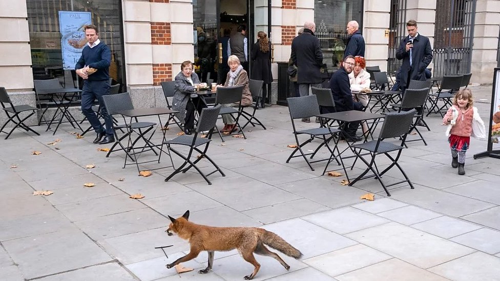 Lisica u gradu