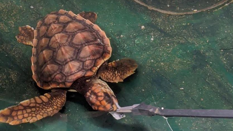 After Rescue, Massive Sea Turtle Released Into Atlantic : The Two