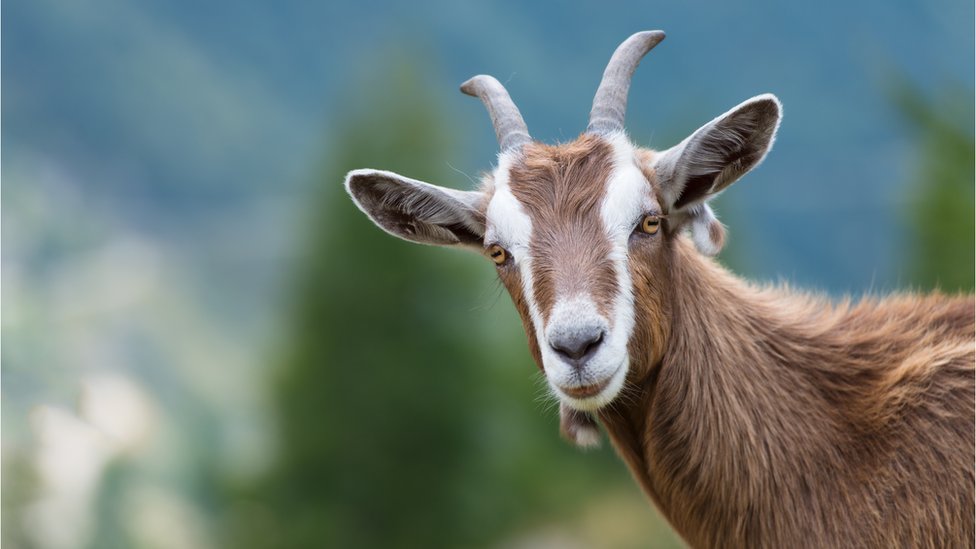 Type of goat disease found in Northern Ireland for first time