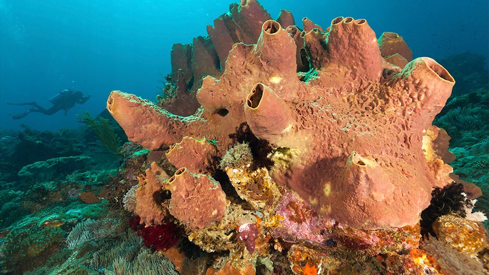 Sea sponges could have been Earth's first animal - CBBC Newsround