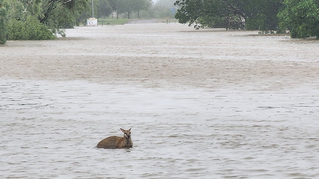 Australia flood crisis: 'Once in a century'