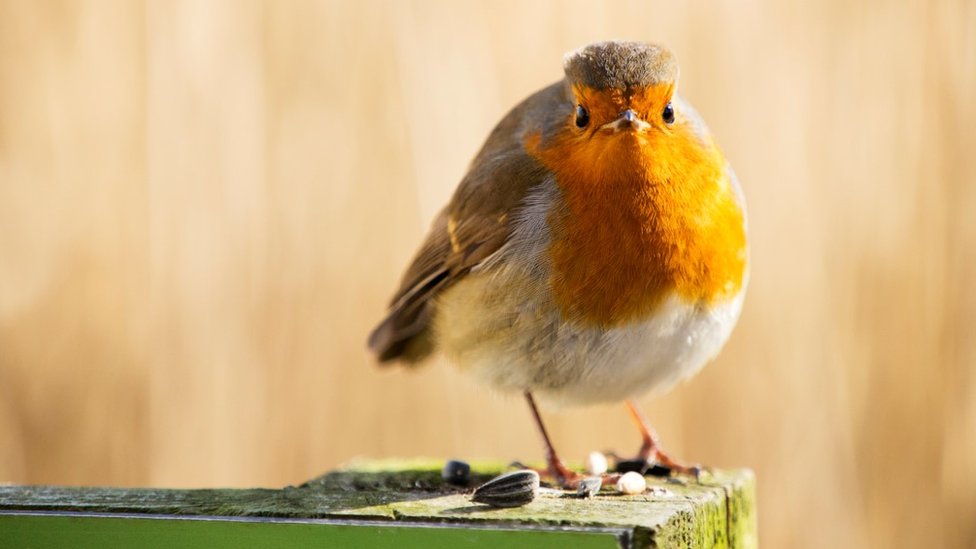 Robin  BTO - British Trust for Ornithology