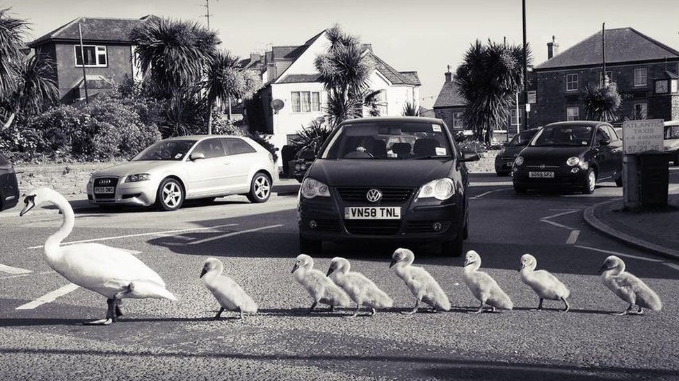 Лебеди переходят дорогу