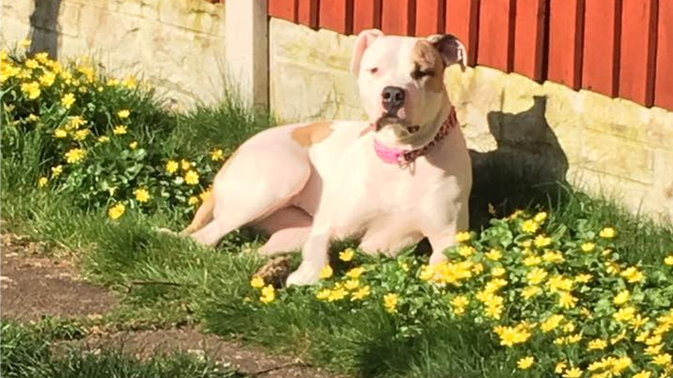 are poppies poisonous to dogs uk