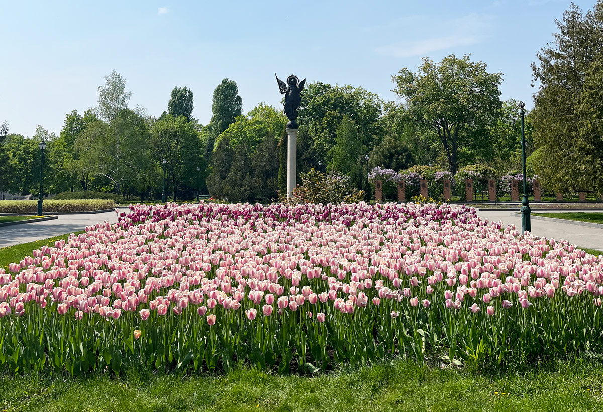 Tulip blooms in a park in Kharkiv city centre, May 2022
