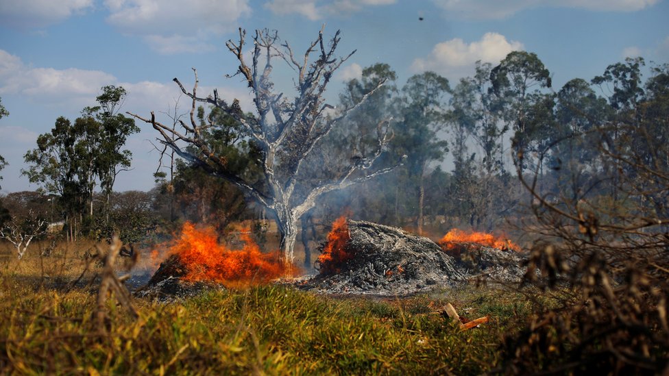 Devastación en Brasilia causada por los incendios forestales que sufre Brasil. Devastación en Brasilia causada por los incendios forestales que sufre Brasil.