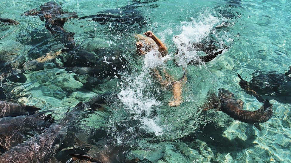صورت لحظة صراع كاترينا تحت الماء بعد عضها